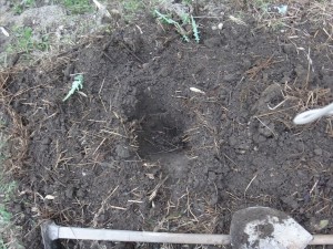 s-06-3イチジク用の植え穴